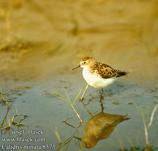 Calidris minuta UK: Little Stint DK: Dvargryle FI: Pikkusirri FR: Bécasseau minute NL: Kleine strandloper IT: Gambecchio HU: Apró partfutó DE: Zwergstrandläufer PL: Biegus malutki SK: Pobrežník malý CZ: Jespák malý ES: Correlimos Menudo SE: Smasnäppa 