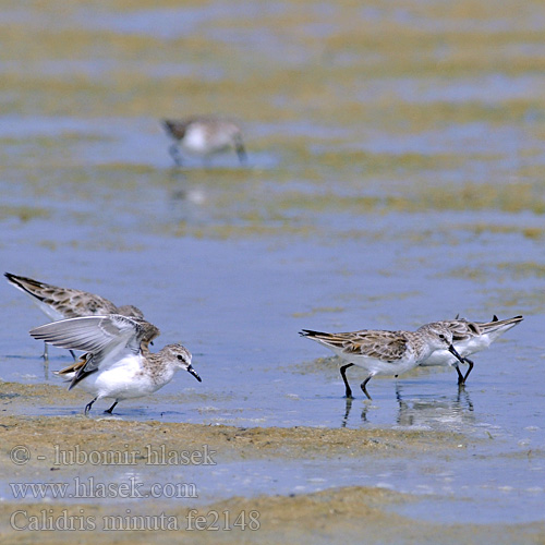 Calidris minuta fe2148