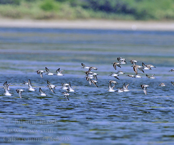 Calidris minuta fe2198