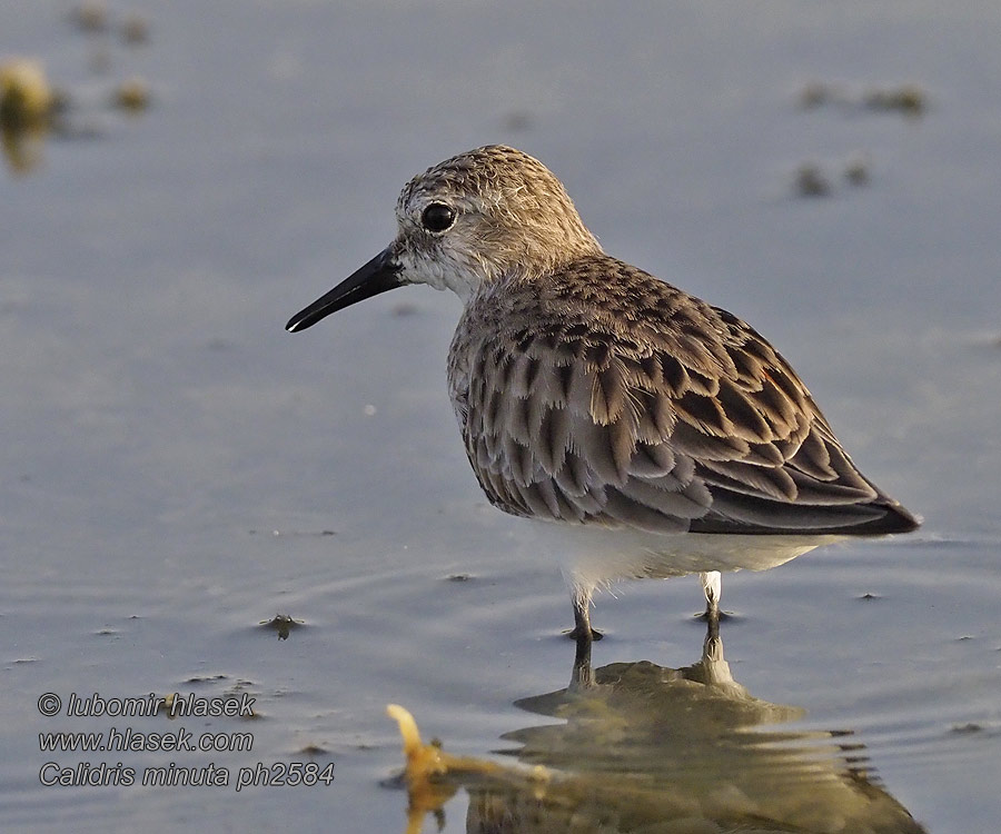 Pilrito-pequeno Кулик-горобець Kleinstrandloper Calidris minuta