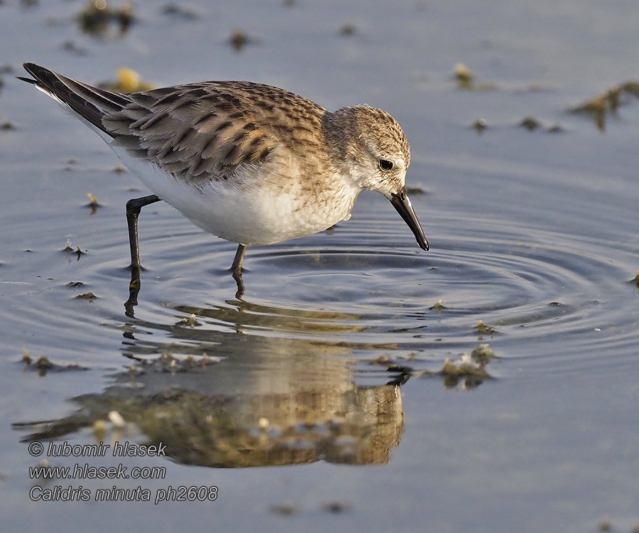 Jespák malý Correlimos Menudo Småsnäppa Calidris minuta