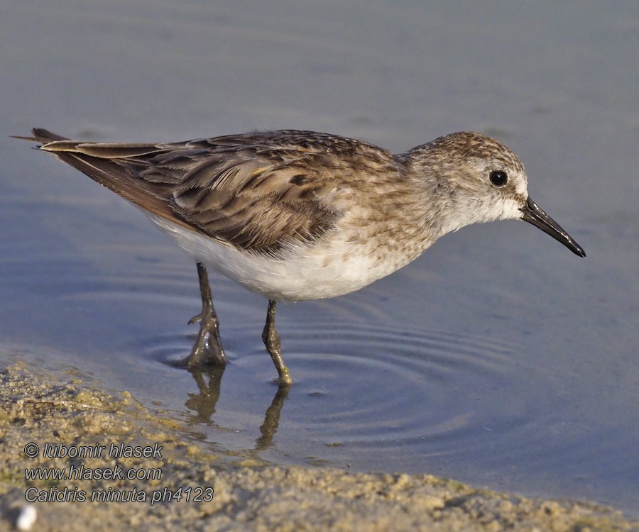 Zwergstrandläufer Biegus malutki Pobrežník malý Calidris minuta