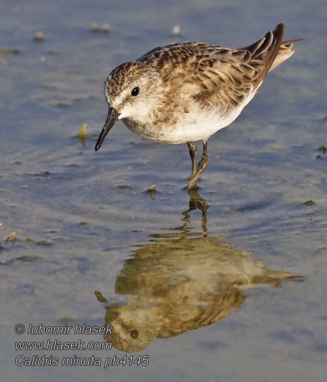 Kleine strandloper Gambecchio Apró partfutó Calidris minuta