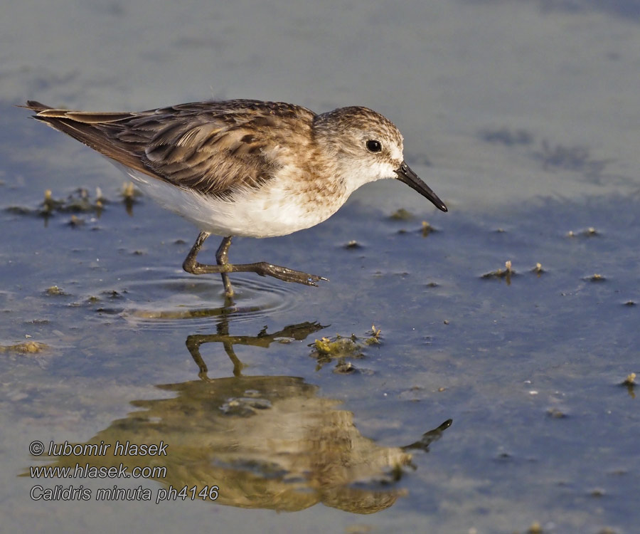 Little Stint Dværgryle Pikkusirri Bécasseau minute Calidris minuta