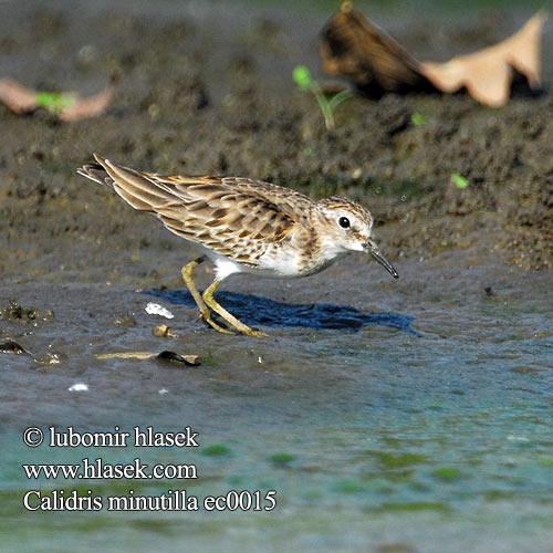 Calidris minutilla ec0015