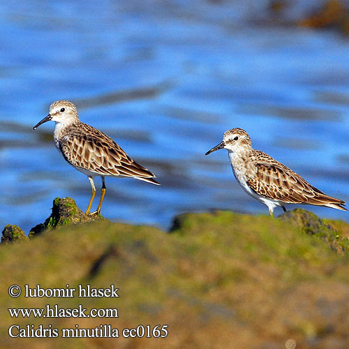 Calidris minutilla ec0165