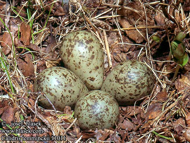 Calidris temminckii 11011