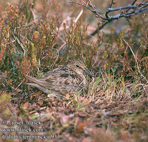 Calidris temminckii 933