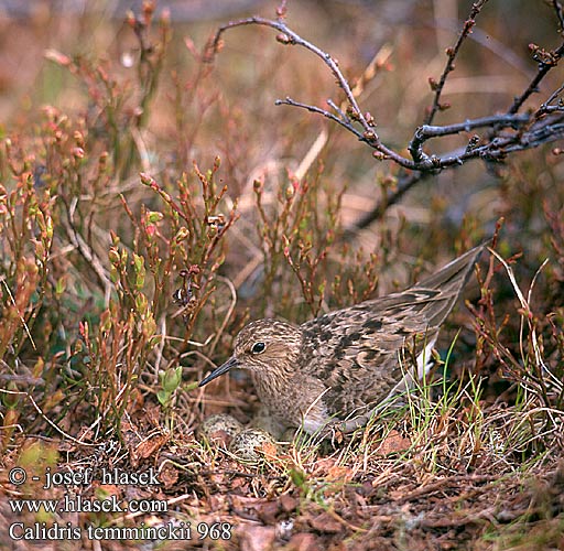 Calidris temminckii 968