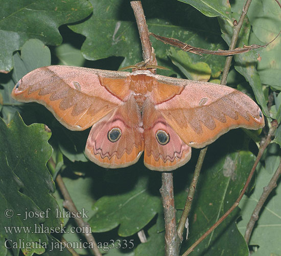 Caligula japonica Dictyoploca クスサン Kususan 银杏天蚕蛾