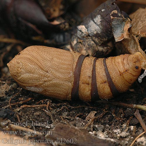 クスサン Kususan 银杏天蚕蛾 Caligula japonica Dictyoploca