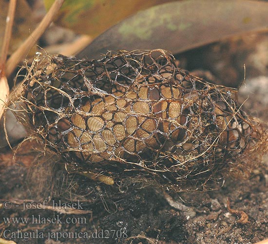 银杏天蚕蛾 Caligula japonica Dictyoploca クスサン Kususan