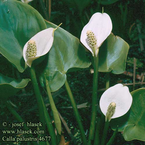 Calla palustris Bog Arum Sumpkalla Karmysse Vehka Suovehka