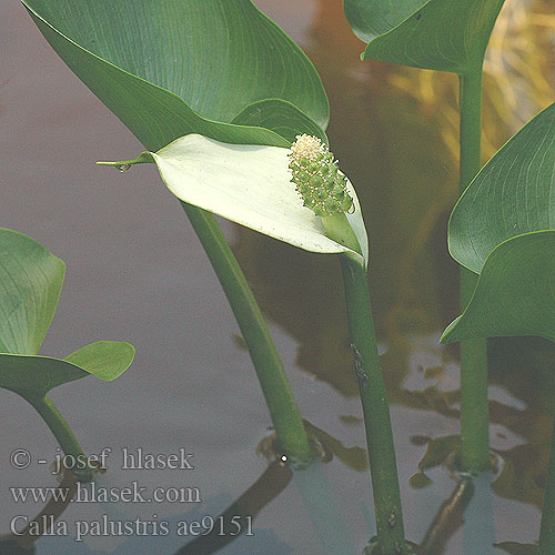 Calla marais Slangewortel Sárkánygyökér Schlangenwurz Sumpf-Calla