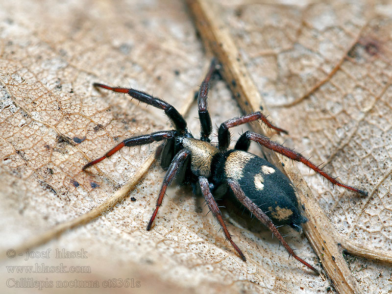 Callilepis nocturna Gewöhnlicher Ameisendieb Gładnik Mierendief