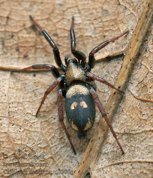 Callilepis nocturna Skálovka mravencožravá