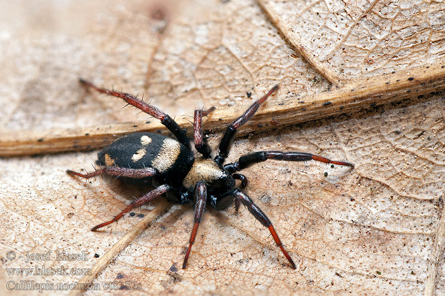 Skálovka mravencožravá Callilepis nocturna 夜美