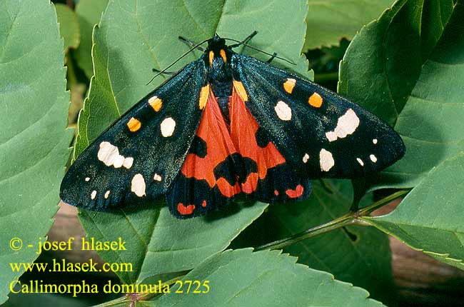 Callimorpha dominula Panaxia Scarlet Tiger Schönbär Přástevník hluchavkový Ecaille marbrée Krasopani poziomówka Jomfrubjørn Kiiltosiilikäs Bonte beer Puošnioji meškutė Nātru lācītis Glansspinner  Медведица-госпожа хозяюшка Spriadač hluchavkový Fläckig glansspinnare Fémes medvelepke Мядзведзiца панi シタベニヒトリ Medvedek