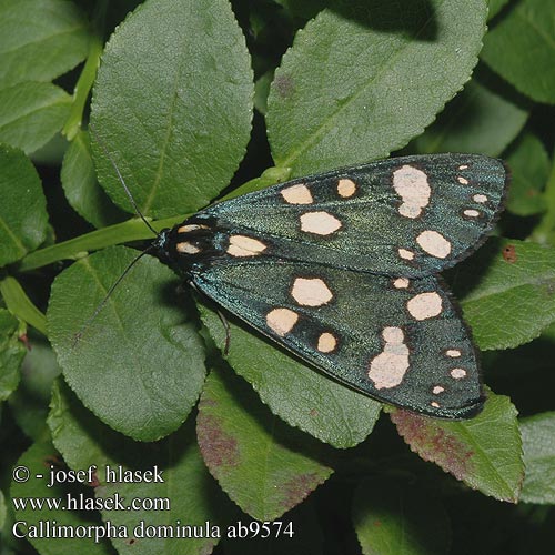 Spriadač hluchavkový Fläckig glansspinnare Fémes medvelepke Мядзведзiца панi シタベニヒトリ Medvedek Callimorpha dominula Panaxia Scarlet Tiger Schönbär Přástevník hluchavkový Ecaille marbrée Krasopani poziomówka Jomfrubjørn Kiiltosiilikäs Bonte beer Puošnioji meškutė Nātru lācītis Glansspinner  Медведица-госпожа хозяюшка