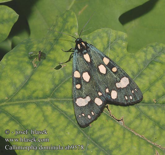 Мядзведзiца панi シタベニヒトリ Medvedek Callimorpha dominula Panaxia Scarlet Tiger Schönbär Přástevník hluchavkový Ecaille marbrée Krasopani poziomówka Jomfrubjørn Kiiltosiilikäs Bonte beer Puošnioji meškutė Nātru lācītis Glansspinner  Медведица-госпожа хозяюшка Spriadač hluchavkový Fläckig glansspinnare Fémes medvelepke