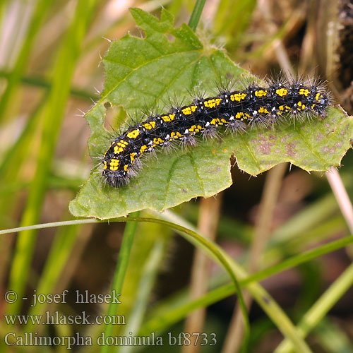 Panaxia dominula Scarlet Tiger Schönbär Přástevník hluchavkový Ecaille marbrée Krasopani poziomówka Jomfrubjørn Kiiltosiilikäs Bonte beer Puošnioji meškutė Nātru lācītis Glansspinner  Медведица-госпожа хозяюшка Spriadač hluchavkový Fläckig glansspinnare Fémes medvelepke Мядзведзiца панi シタベニヒトリ Medvedek Callimorpha dominula