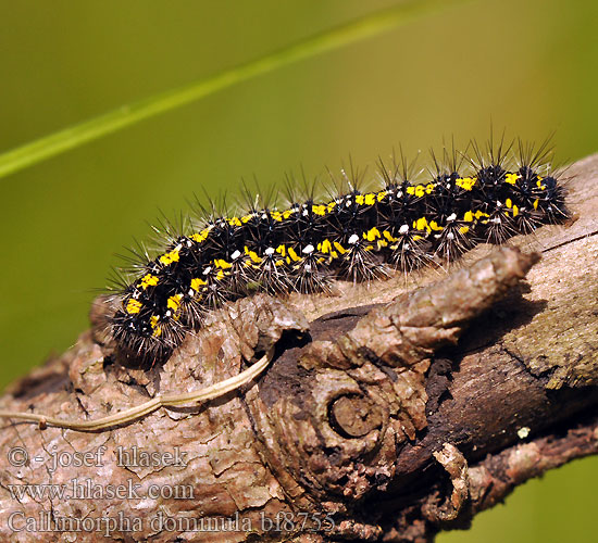 Scarlet Tiger Schönbär Přástevník hluchavkový Ecaille marbrée Krasopani poziomówka Jomfrubjørn Kiiltosiilikäs Bonte beer Puošnioji meškutė Nātru lācītis Glansspinner  Медведица-госпожа хозяюшка Spriadač hluchavkový Fläckig glansspinnare Fémes medvelepke Мядзведзiца панi シタベニヒトリ Medvedek Callimorpha dominula Panaxia