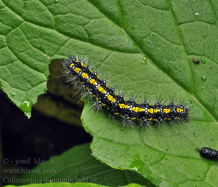 Callimorpha dominula Panaxia Scarlet Tiger Schönbär