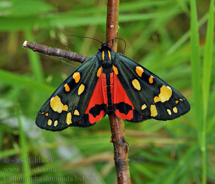 Callimorpha dominula Panaxia Krasopani poziomówka Jomfrubjørn