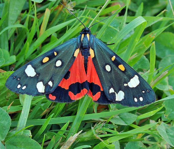 Panaxia Scarlet Tiger Schönbär Callimorpha dominula