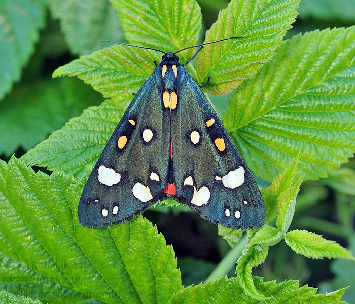 Přástevník hluchavkový Callimorpha dominula