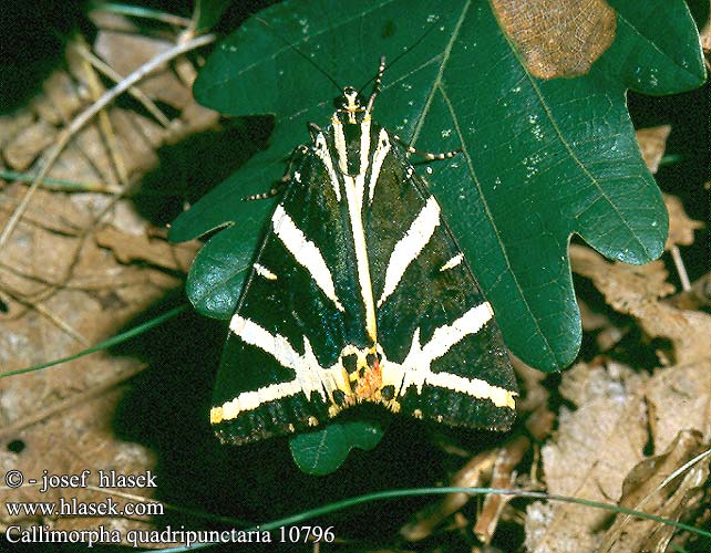 Callimorpha quadripunctaria Euplagia Přástevník kostivalový