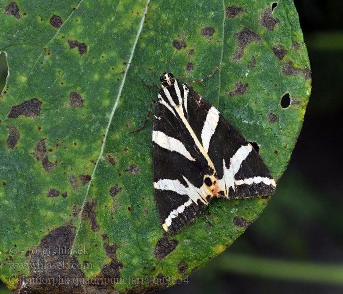 Callimorpha quadripunctaria Přástevník kostivalový