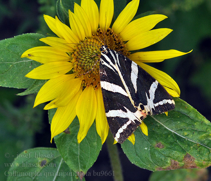 Callimorpha quadripunctaria Russischer Bär