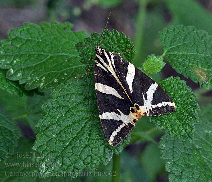 Callimorpha quadripunctaria Jersey Tiger