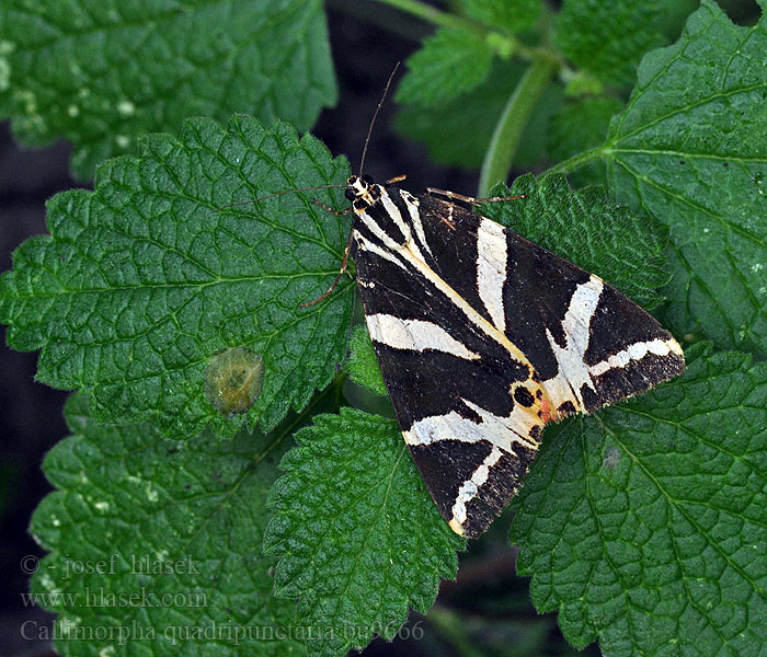 Callimorpha quadripunctaria Spriadač kostihojový