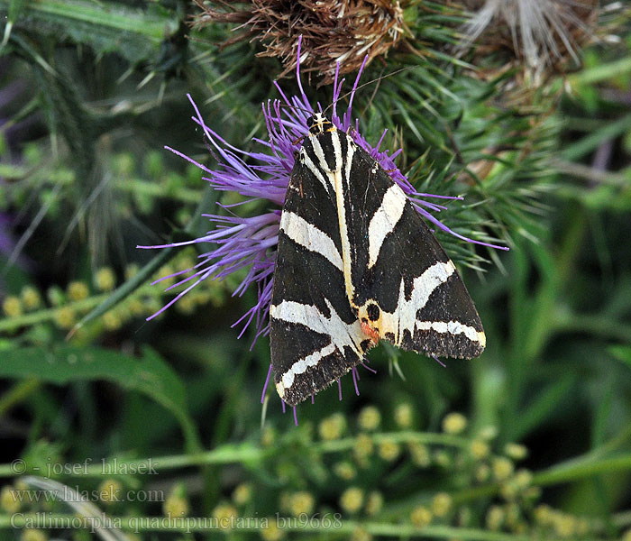 Callimorpha quadripunctaria Écaille chinée