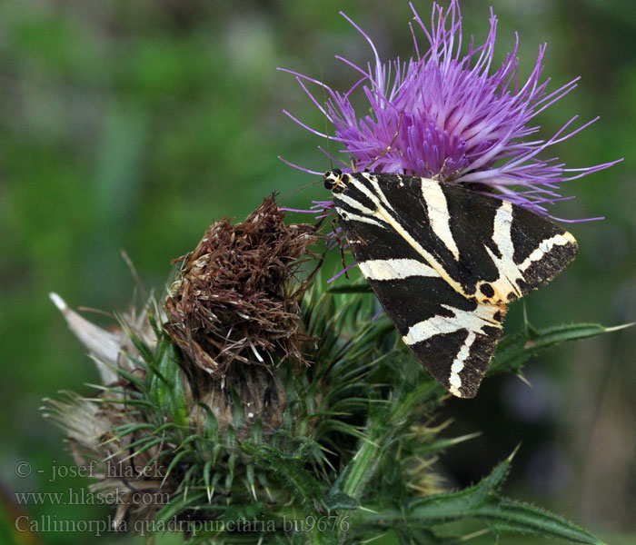 Callimorpha quadripunctaria Медведица четырёхточечная