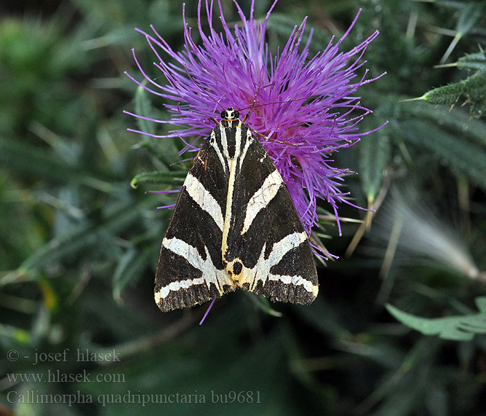 Callimorpha quadripunctaria Krasopani hera