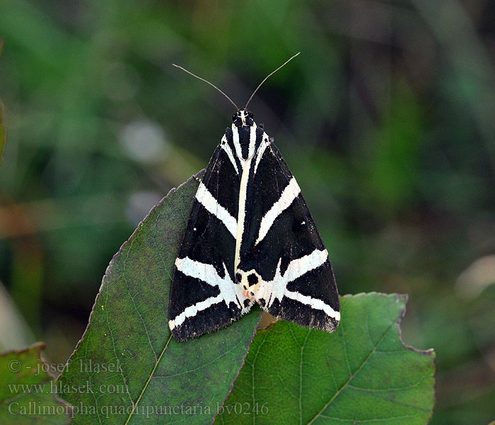 Callimorpha quadripunctaria Spaanse vlag Csíkos medvelepke