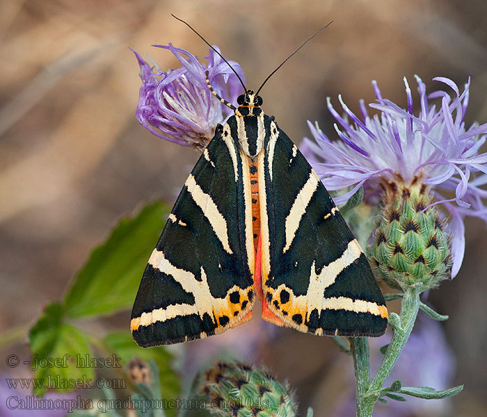 Přástevník kostivalový Callimorpha quadripunctaria