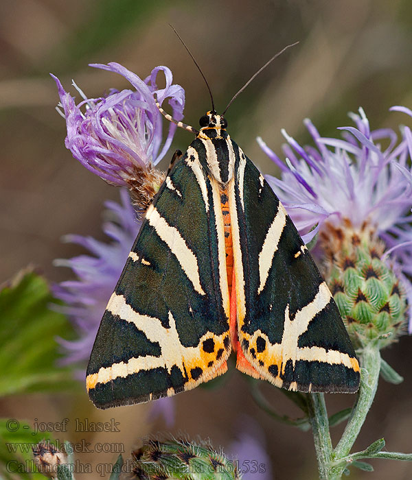 Přástevník kostivalový Callimorpha quadripunctaria