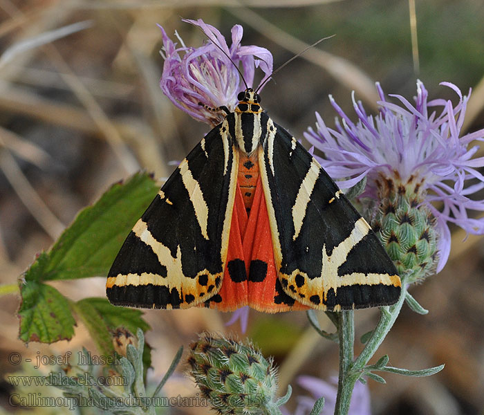 Přástevník kostivalový Callimorpha quadripunctaria