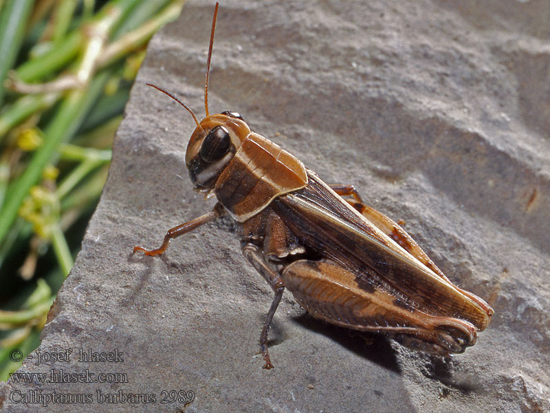 Calliptamus barbarus Saranče barbarská