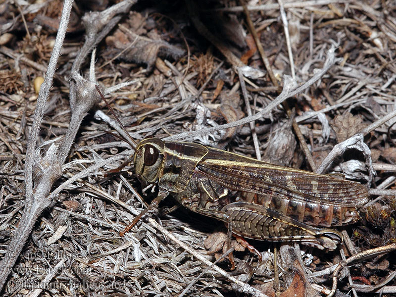 Calliptamus italicus Saranče vlašská