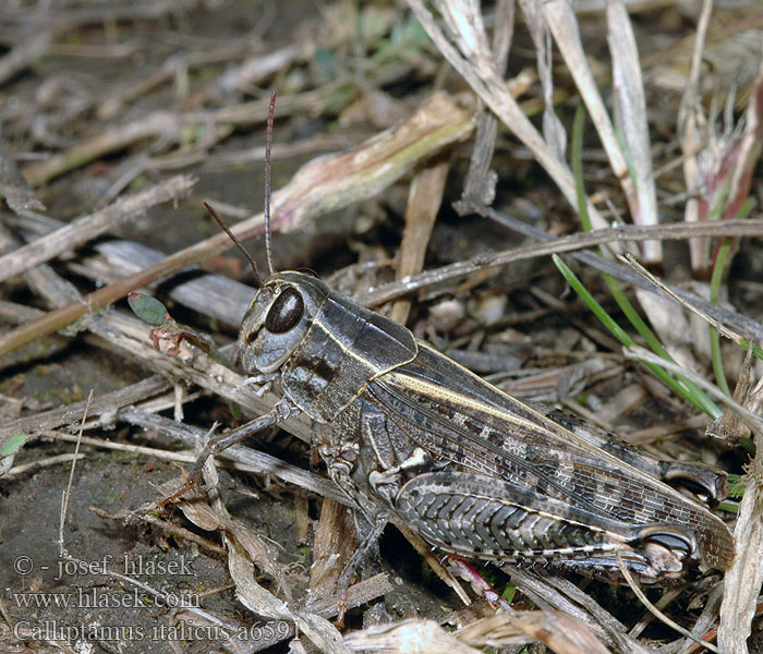 Calliptamus italicus Criquet italien