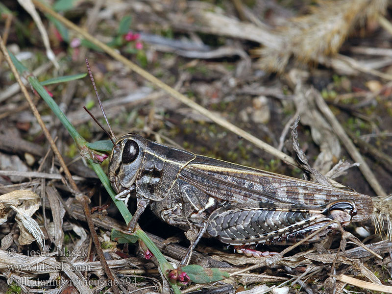 Calliptamus italicus Прус итальянский