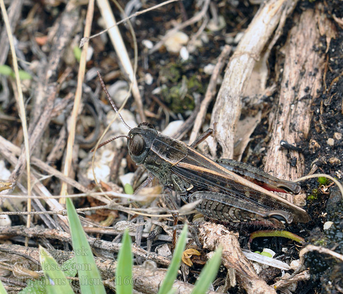 Calliptamus italicus Nadobnik włoski