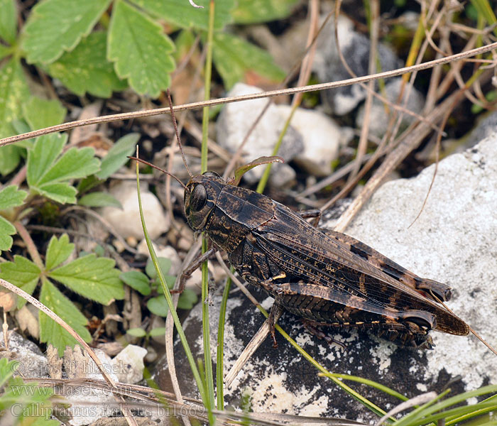 Calliptamus italicus Olasz sáska