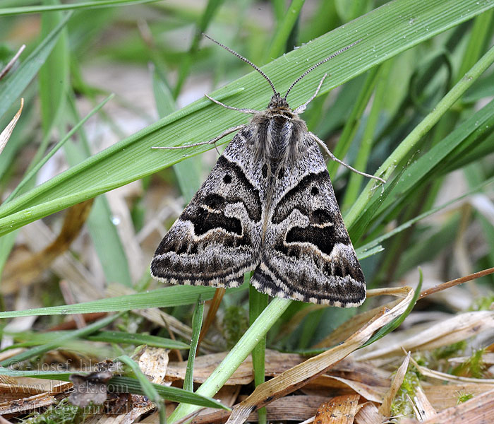 Vitbrokigt slatterfly Callistege mi