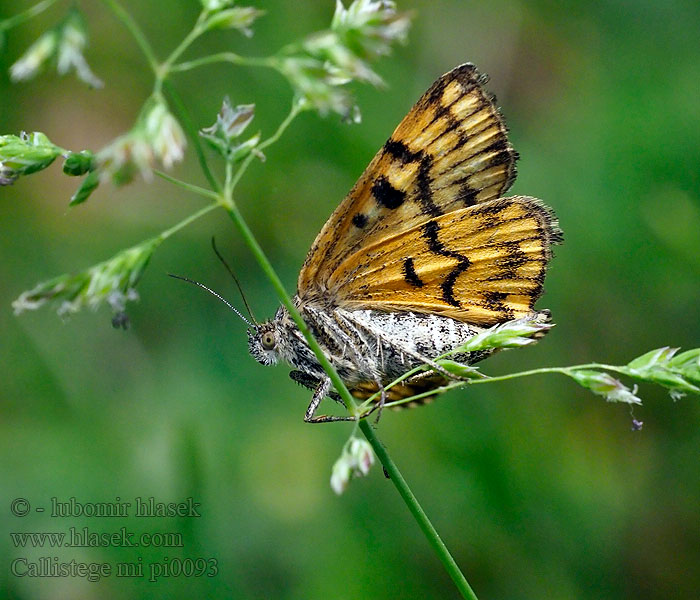 Vitbrokigt slatterfly Совка ми клеверная серая Callistege mi